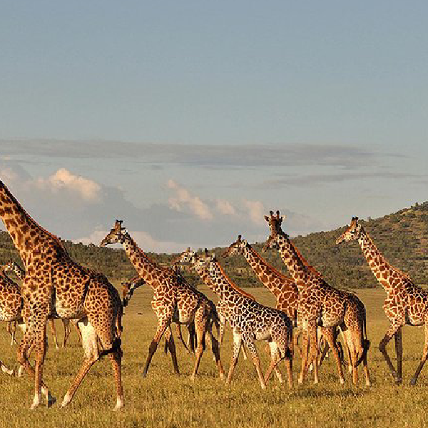 14 DAYS COMBINED KENYA AND TANZANIA BUDGET SAFARI